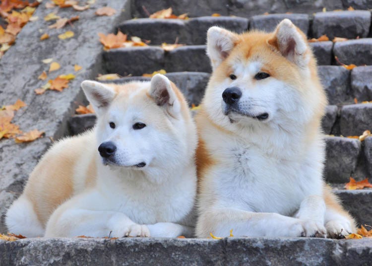 What Kind of Dog is the Akita Inu?