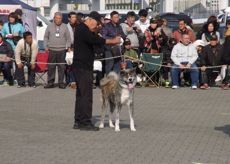 The Seriousness of the National Akita Dog Competition