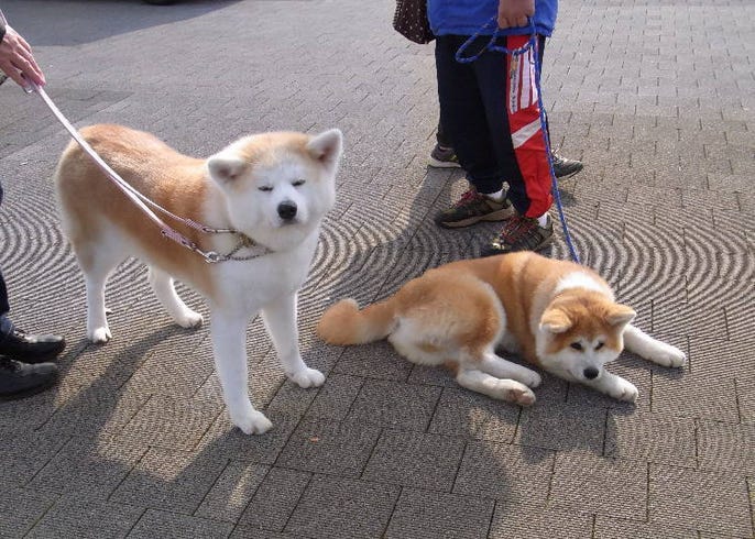 Akita Dogs The Adorable Japanese Dog Breed That The World Cannot Help But Love Live Japan Travel Guide