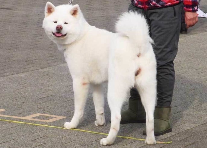 Akita Dogs The Adorable Japanese Dog Breed That The World Cannot Help But Love Live Japan Travel Guide