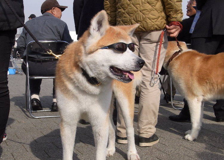 The International Fame of Akita Inu