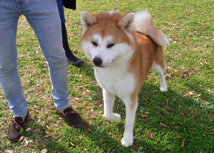 what kind of dog is hachi