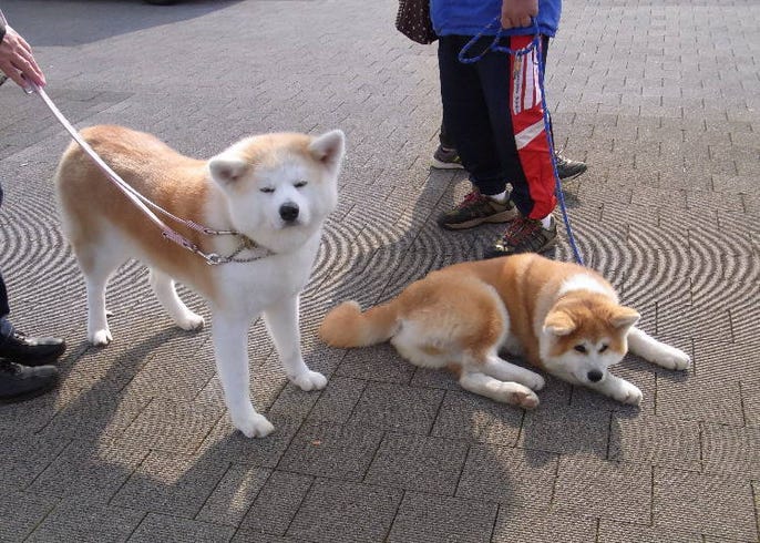 モフモフがたまらない 秋田犬 の外国人ファンが急増している理由 Live Japan 日本の旅行 観光 体験ガイド