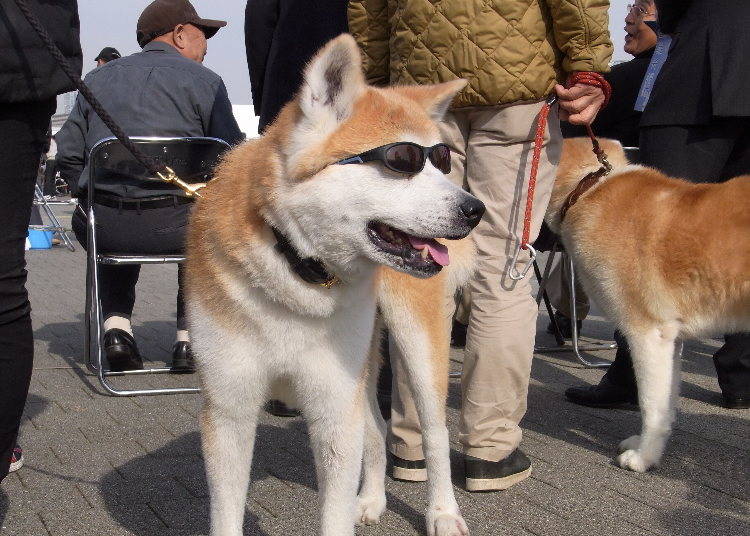 秋田犬を見に来る外国人が多いワケ