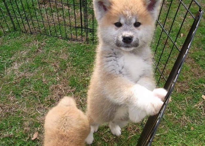 モフモフがたまらない 秋田犬 の外国人ファンが急増している理由 Live Japan 日本の旅行 観光 体験ガイド