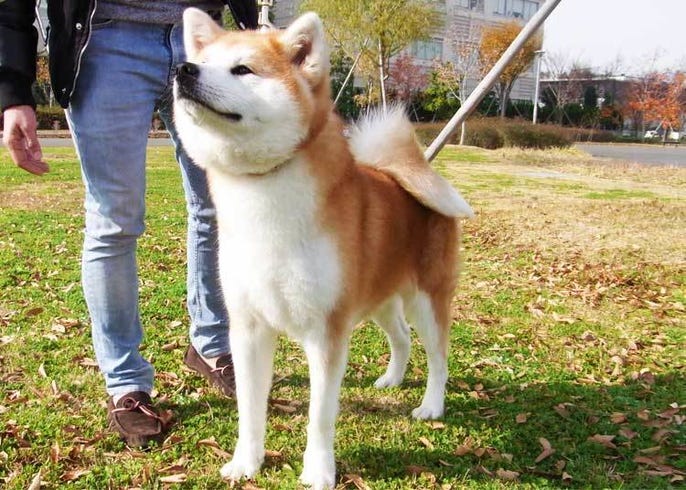 モフモフがたまらない 秋田犬 の外国人ファンが急増している理由 Live Japan 日本の旅行 観光 体験ガイド