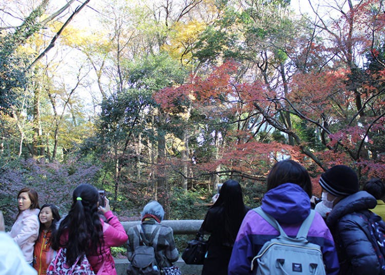 A bridge that is a popular photo spot in autumn.