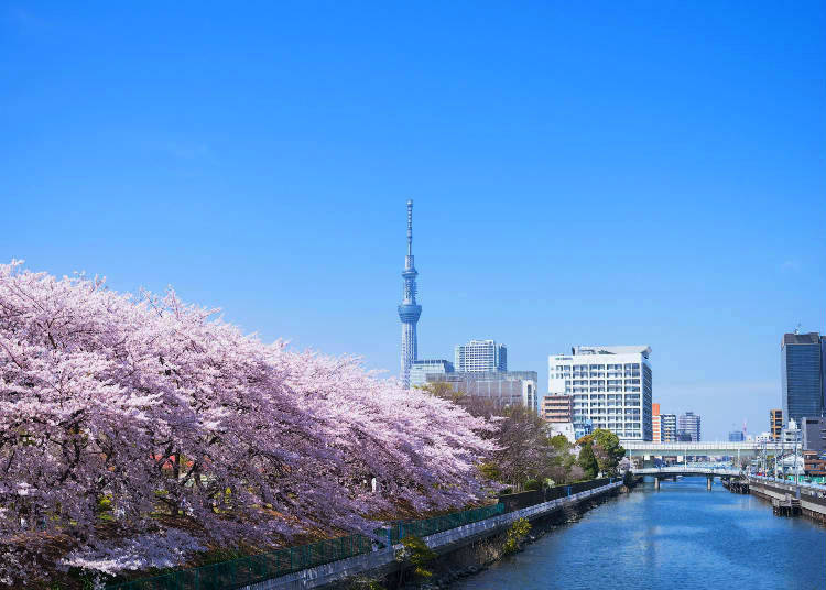 2. Sarue Onshi Park: Cherry Blossom and Skytree Spring Magic