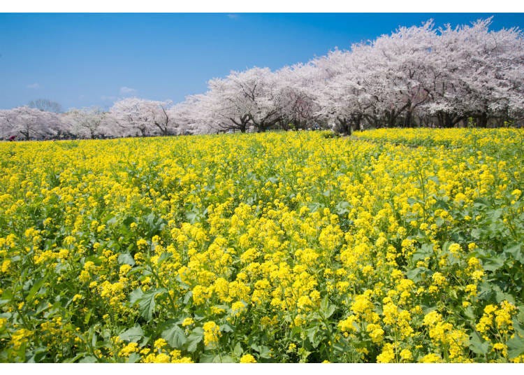 3. Showa Memorial Park: Experience the Beautiful Collaboration of Cherry and Rape Blossoms