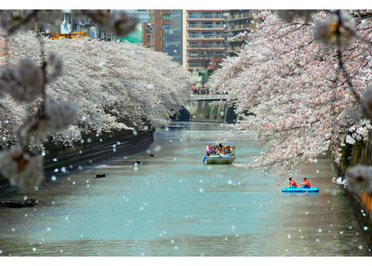 4. Relax Right Over the Water at Meguro River’s Famous Cherry Blossom Scenery