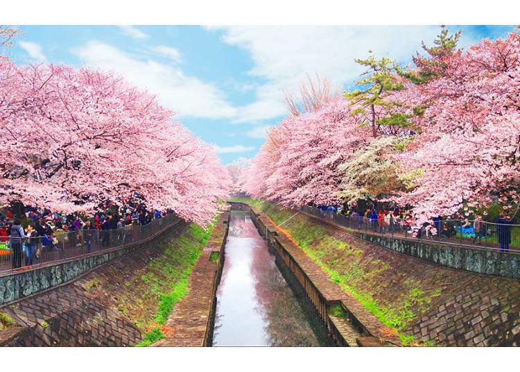 1. 絕美的櫻花隧道,東京西側鮮為人知的賞櫻勝地「善福寺川綠地」