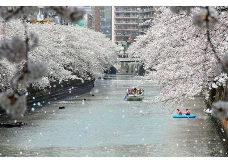 4. 從船上特等艙欣賞超人氣目黑川櫻花美景「目黑川櫻花迴廊遊船之旅」