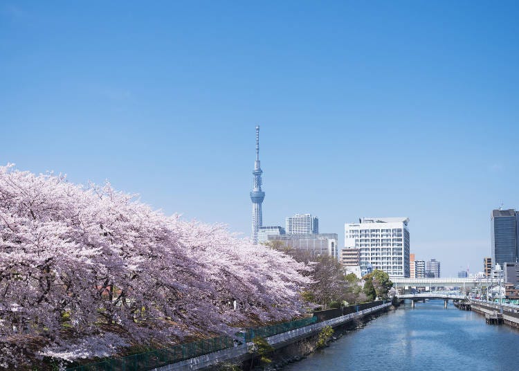 2. 在東京下町的公園欣賞櫻花與東京晴空塔的合影「猿江恩賜公園」