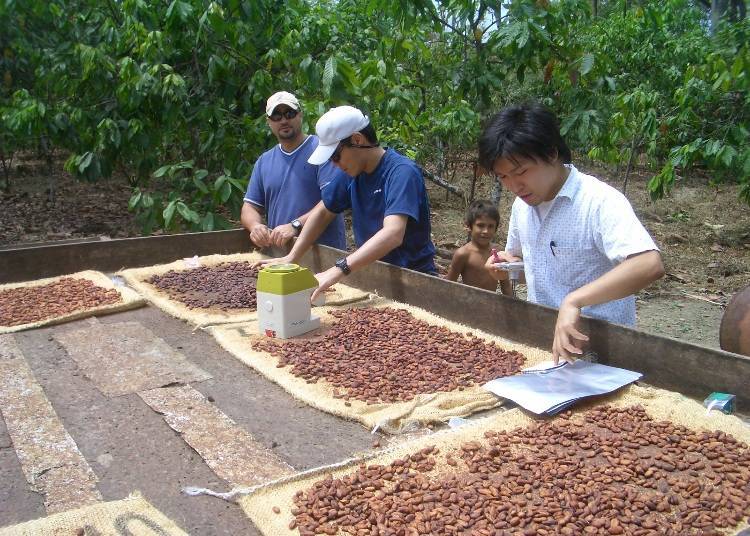 Meiji is in close communication with the workers of each cacao bean plantation.