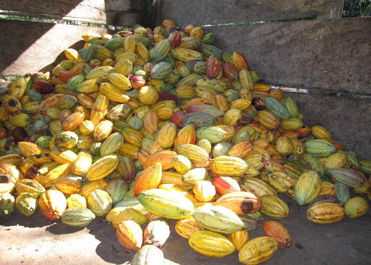 収獲されたばかりのカカオ豆。販売中の6種類の『ザ・チョコレート』は、それぞれ異なるカカオ豆を使っており、香りも味も違う。