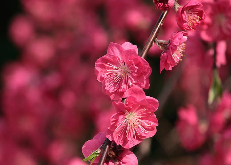 Peach blossom - a Hinamatsuri symbol of equal importance as hina dolls