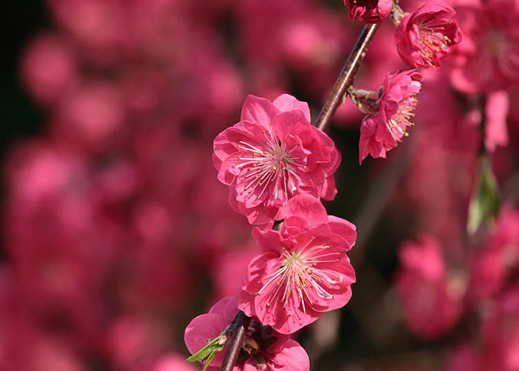 ひな人形と並ぶひな祭りのシンボル・桃の花