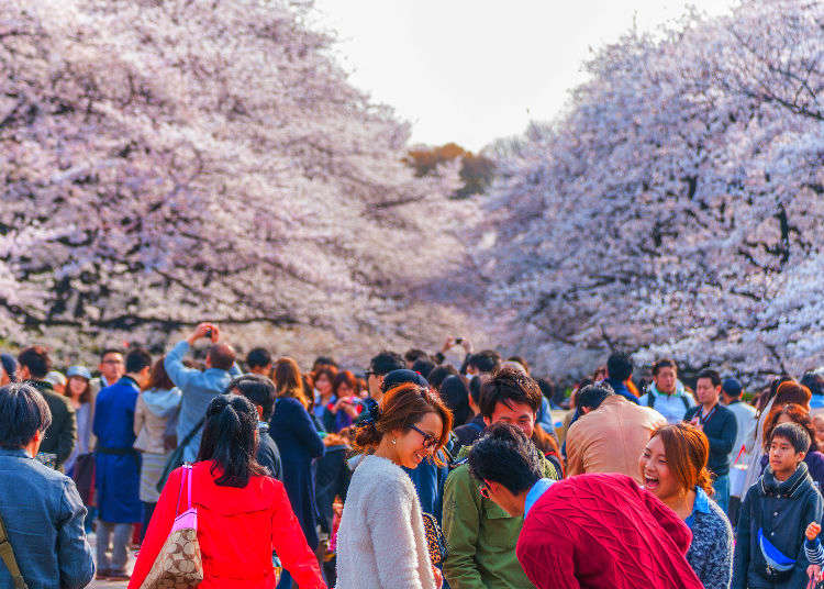 Japan in Spring: Tips for Enjoying Cherry Blossom Festivals in Japan! |  LIVE JAPAN travel guide