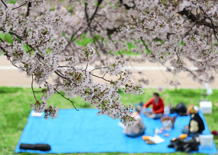 What to bring to a Hanami Party in Japan