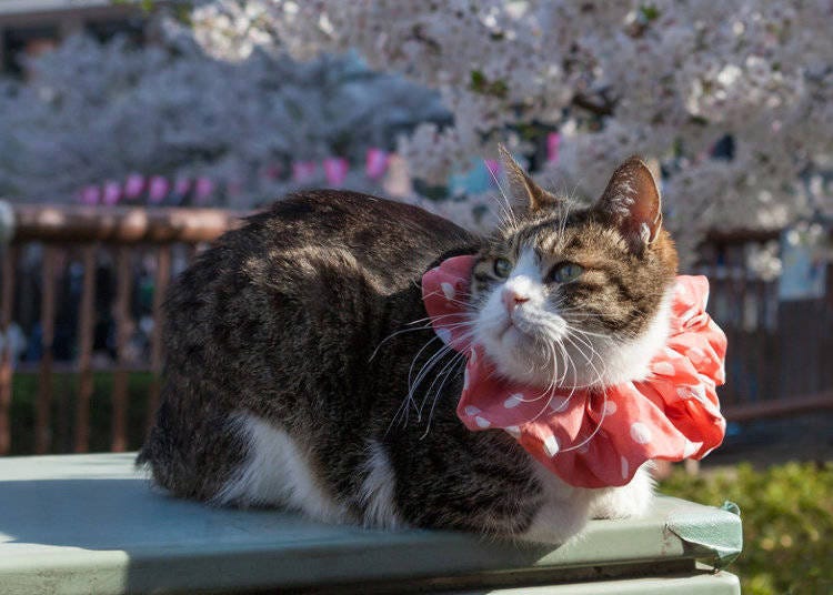 일본의 꽃놀이를 즐겨보자!