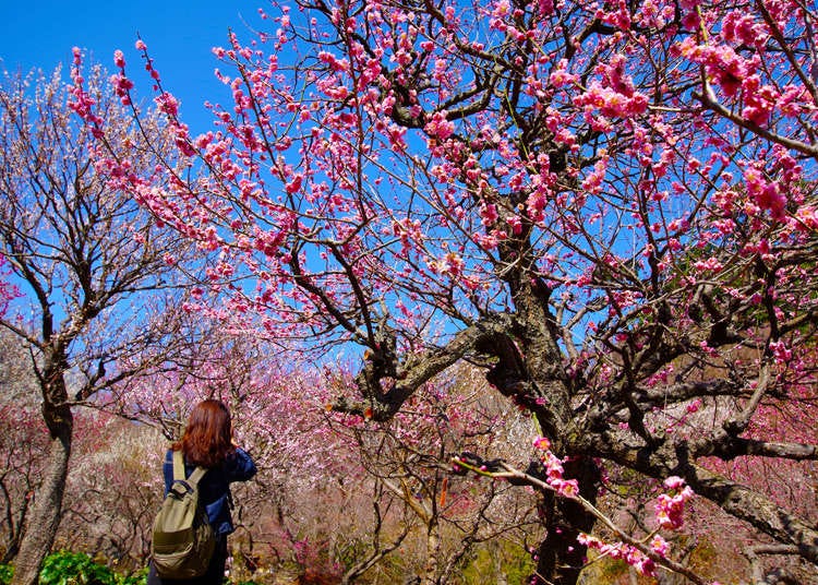 梅花 ー 日本の梅の花