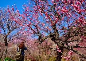 10 Places to See Plum Blossoms in Tokyo and Beyond (& When to See Them in 2024)