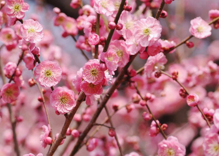 Plum blossoms. Note the reddish color of the bud.