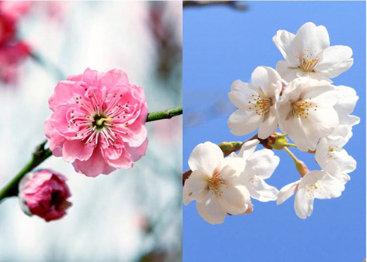 Plum and Sakura: Note the characteristic notch in the petal on the right
