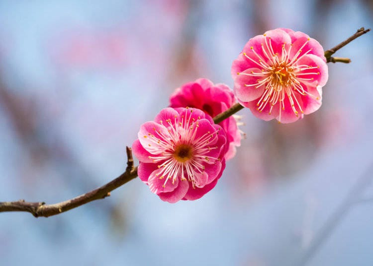 Beautiful, aromatic plum blossoms