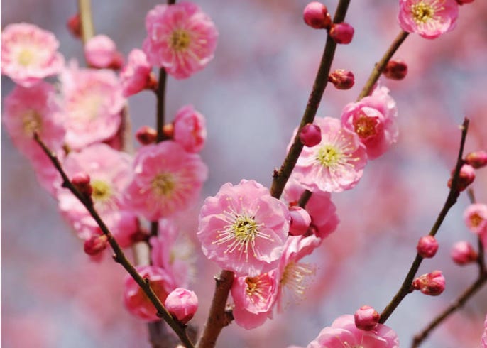 Plum Blossoms In Japan 9 Best Spots In And Around Tokyo And When To See Them Live Japan Travel Guide