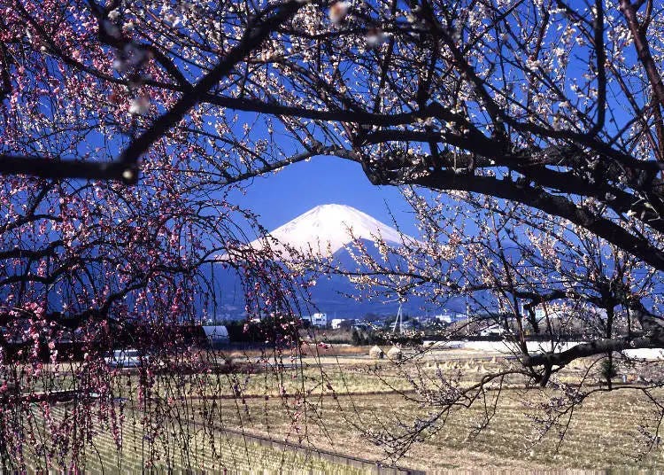 Soga Plum Grove and Mt. Fuji (Photo: Odawara Tourism Association, Kanagawa, Japan, Creative Commons License Attribution 4.0)