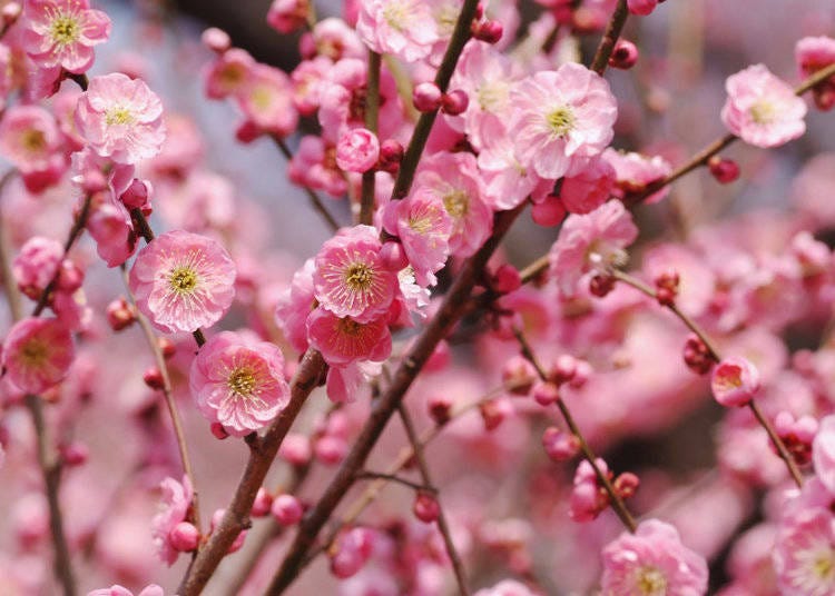 梅の花ってどんな見た目？