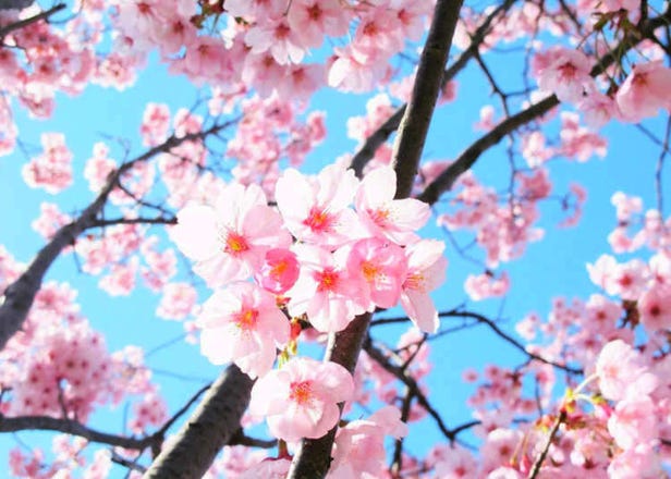 平和の使者・陽光桜