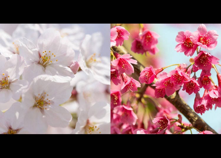 生命力に満ちた桜の新品種開発への挑戦