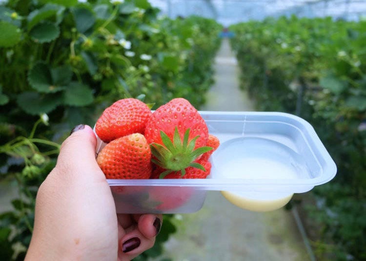 Eating the Strawberries!
