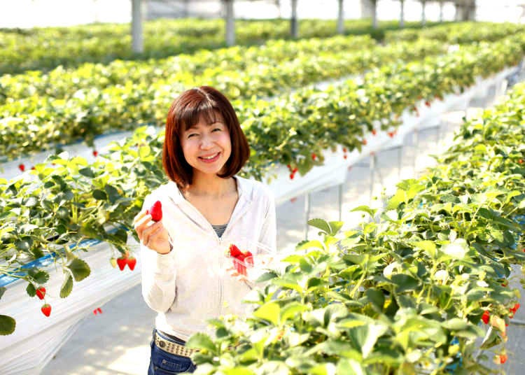 Where Can You Pick Strawberries in Japan?