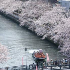 Tokyo Oyokogawa Sakura Corridor Hanami Cruise (Sumida River Mini Cruise included)
(Image: KKday)