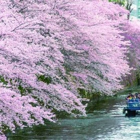 Tokyo Meguro River Cherry Blossom Cruise
(Image: KKday)