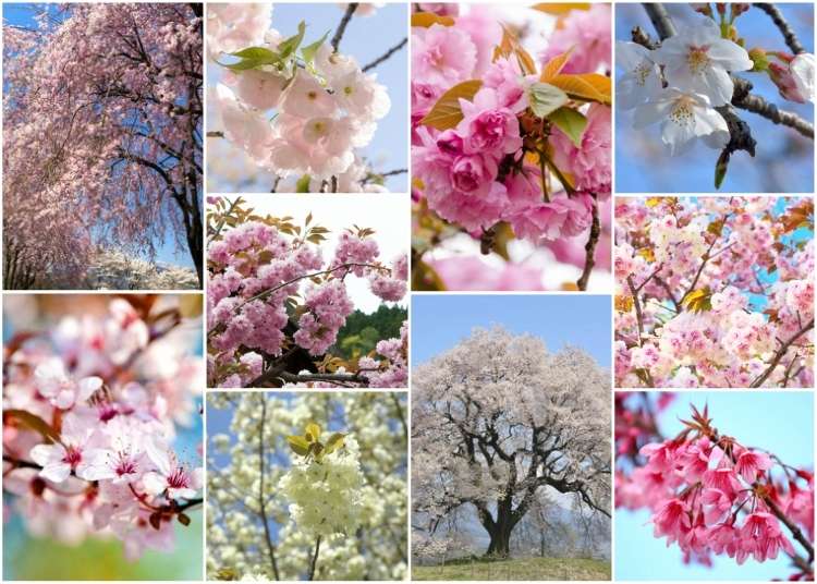 10 Exotic Types of Japanese Cherry Blossom Trees You'll Fall in Love With |  LIVE JAPAN travel guide