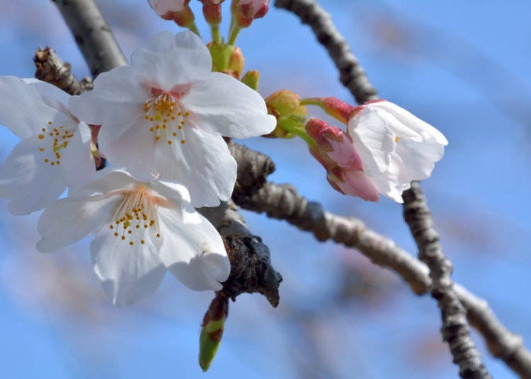Somei Yoshino are a one of the most common types of sakura blossoms