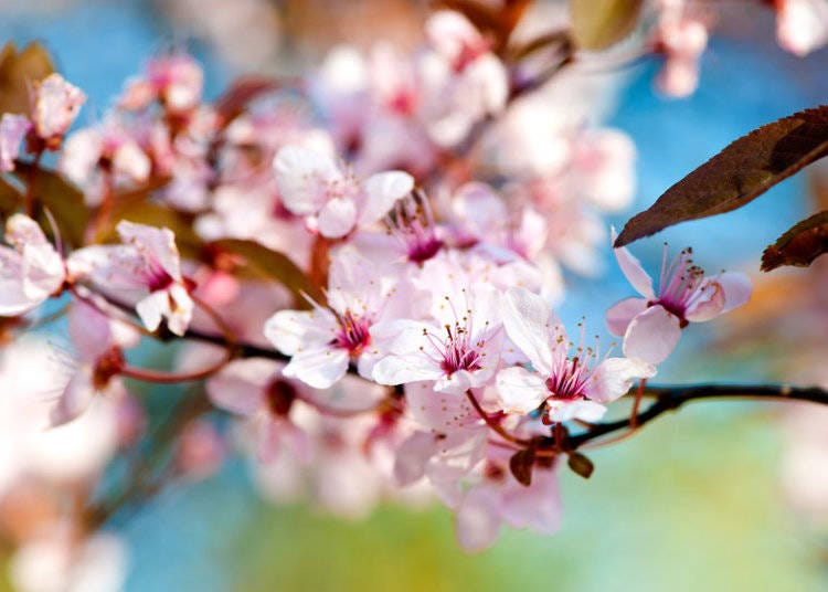 When you think of wild sakura flowers, Yamazakura should come to mind!