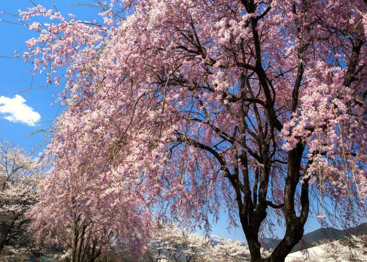 Shidarezakura - Japanese weeping cherry blossom trees - are especially gorgeous at night