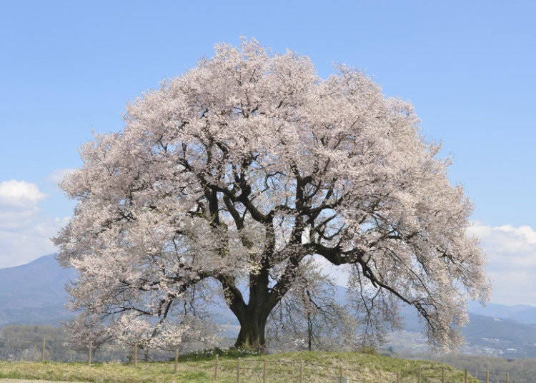 If you arrive in Japan before cherry blossom season officially begins, you might catch a glimpse of Edohigan sakura flowers in bloom!