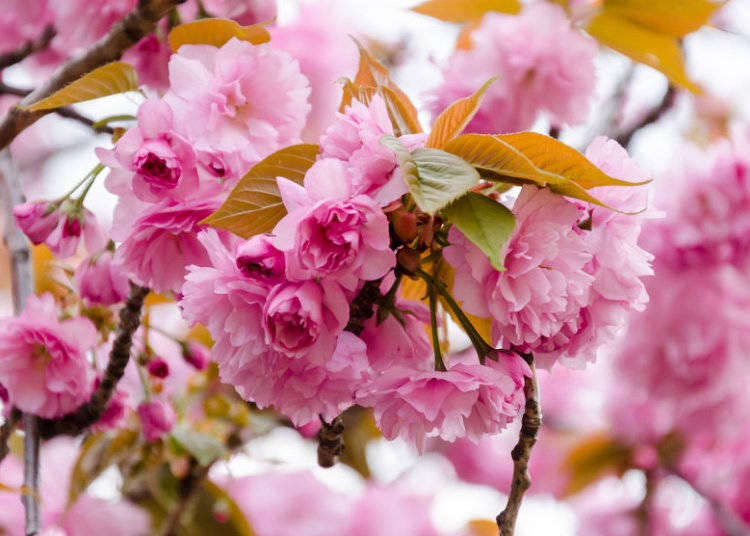 Late in Japan's sakura blossoms season, you'll see the spectacular Kanzan in bloom!