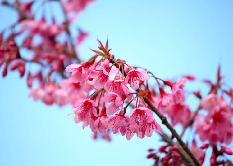 Kanhizakura are a type of sakura flower that blooms in Okinawa