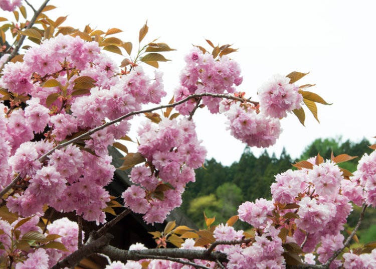 Kikuzakura sakura flowers are cute and look like pom-poms!