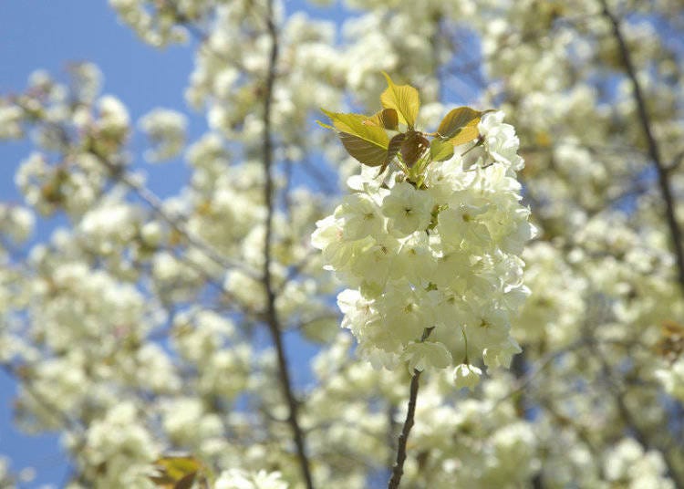 Japanese cherry blossom trees are usually pink in color, but Ukon sakura are a vivid yellow!