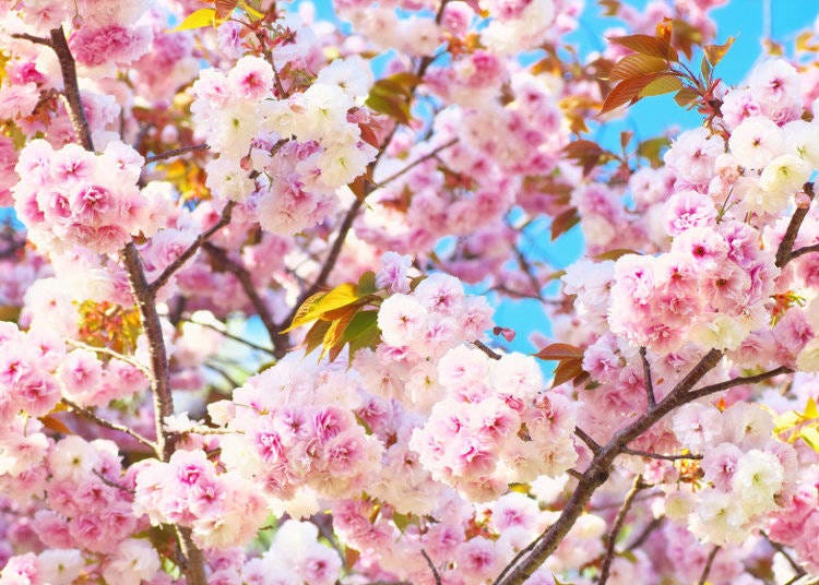 Fugenzou sakura blossoms are named after an elephant!
