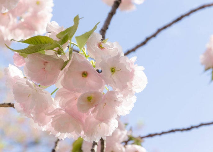 日本の桜 サクラ は何種類 よく知られる品種を徹底ガイド Live Japan 日本の旅行 観光 体験ガイド