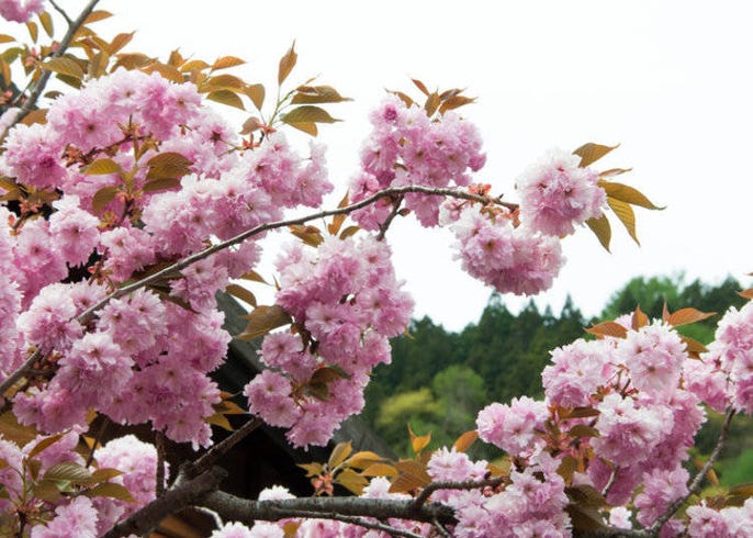 日本のサクラは何種類 よく知られる品種を徹底ガイド Live Japan 日本の旅行 観光 体験ガイド